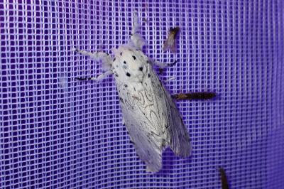 <i>Cerura erminea</i>