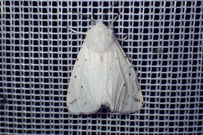 <i>Spilosoma lubricipeda</i>