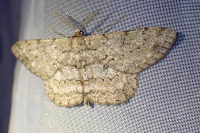 <i>Hypomecis punctinalis</i>