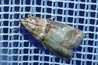 <i>Acrobasis tumidana</i>