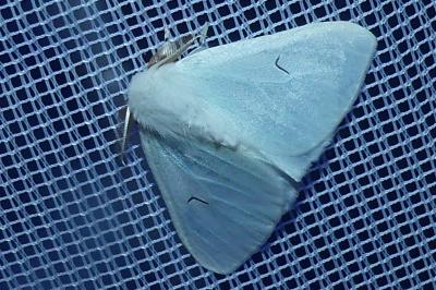 <i>Arctornis l-nigrum</i>