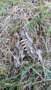 <i>Agrius convolvuli</i>