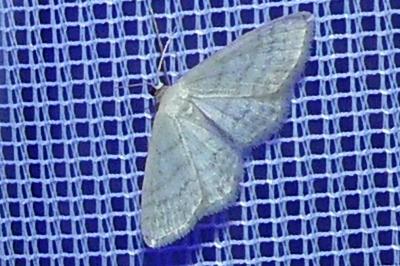 <i>Idaea subsericeata</i>