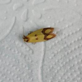 <i>Agapeta zoegana</i>