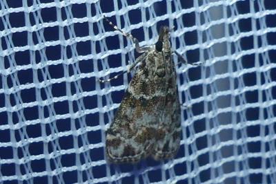 <i>Eudonia mercurella</i>