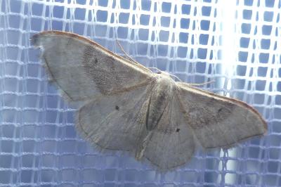 <i>Idaea degeneraria</i>