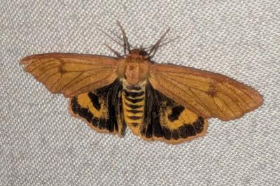 <i>Diacrisia sannio</i>