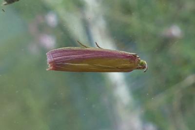 <i>Oncocera semirubella</i>