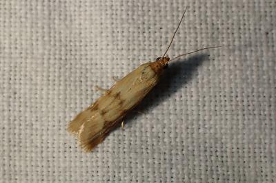 <i>Homoeosoma sinuella</i>