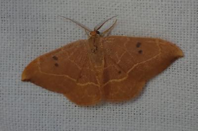 <i>Watsonalla binaria</i>