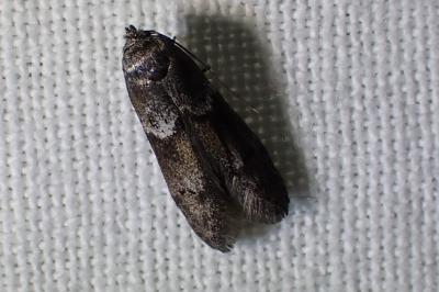 <i>Blastobasis</i>