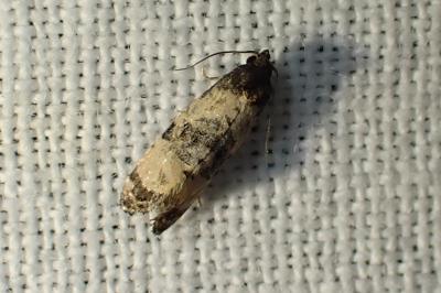 <i>Cochylis atricapitana</i>