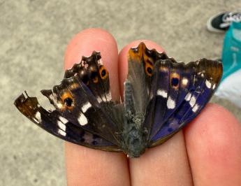 <i>Apatura ilia</i>