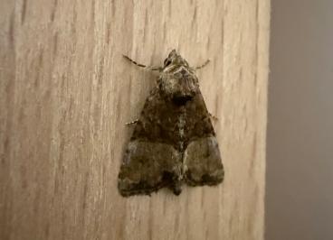 <i>Mesoligia furuncula</i>
