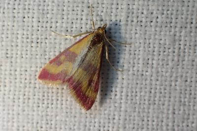Pyrausta sanguinalis