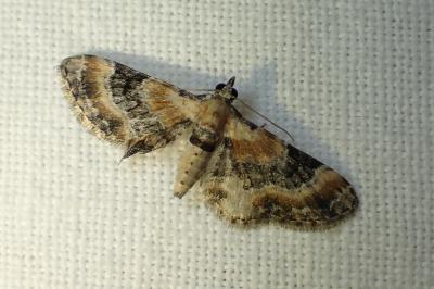 Eupithecia linariata