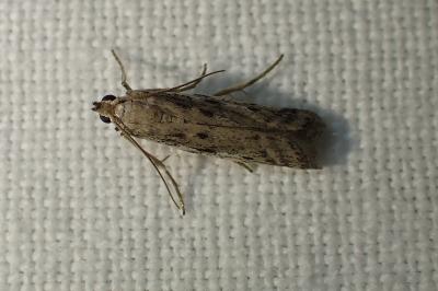 <i>Phycitodes</i>