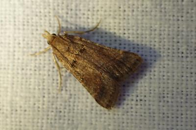 <i>Stemmatophora brunnealis</i>