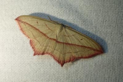 <i>Timandra comae</i>