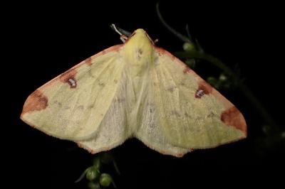 <i>Opisthograptis luteolata</i>