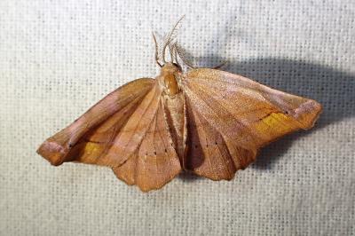 <i>Apeira syringaria</i>