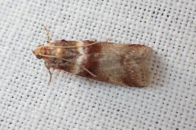 <i>Acrobasis tumidana</i>