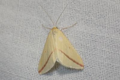 <i>Rhodometra sacraria</i>