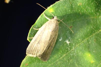<i>Proxenus hospes</i>