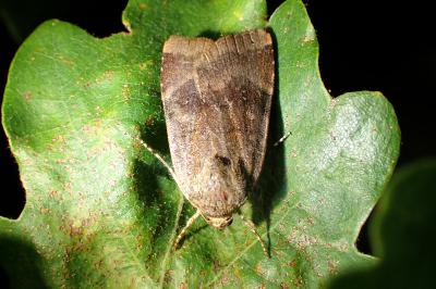 <i>Noctua janthe/janthina</i>