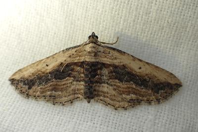 <i>Horisme vitalbata</i>