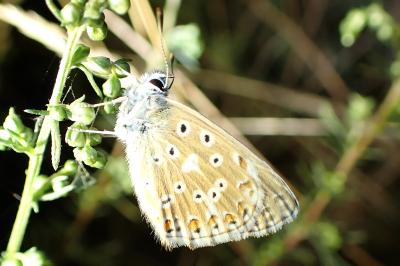 <i>Lysandra bellargus</i>