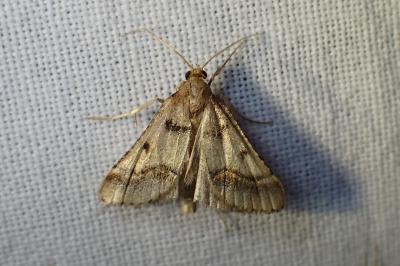 <i>Stemmatophora brunnealis</i>