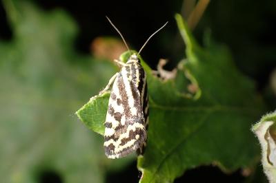 <i>Emmelia trabealis</i>