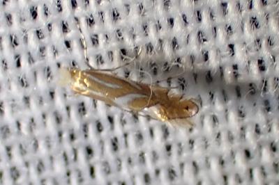 <i>Phyllonorycter</i>