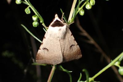 <i>Lygephila craccae</i>