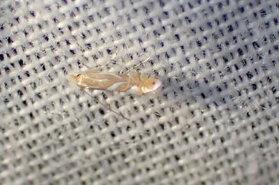 <i>Phyllonorycter</i>