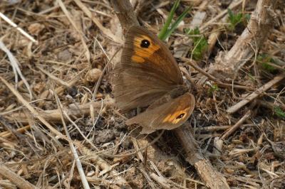 <i>Maniola jurtina</i>