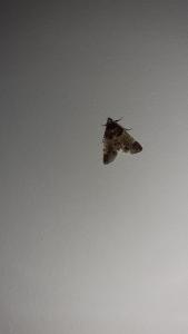 <i>Pyralis farinalis</i>