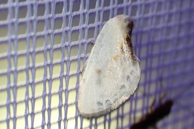 <i>Cilix glaucata/hispanica</i>