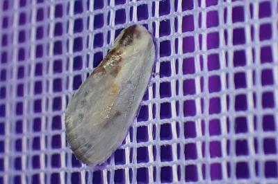 <i>Cilix glaucata/hispanica</i>