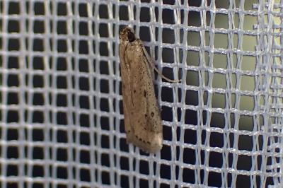 <i>Phycitodes</i>