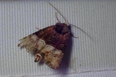 <i>Mesoligia furuncula</i>