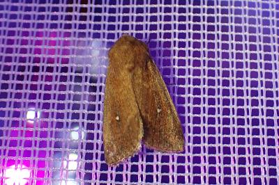 <i>Mythimna albipuncta</i>