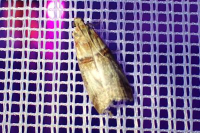 <i>Acrobasis tumidana</i>