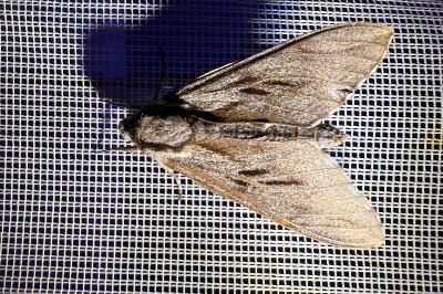 <i>Hyloicus pinastri</i>
