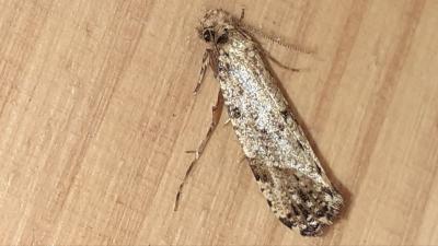 <i>Morophaga choragella</i>