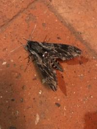 <i>Agrius convolvuli</i>