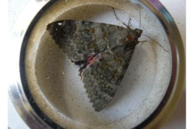 <i>Catocala elocata</i>