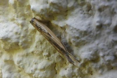 <i>Agriphila inquinatella</i>