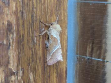 <i>Triodia sylvina</i>